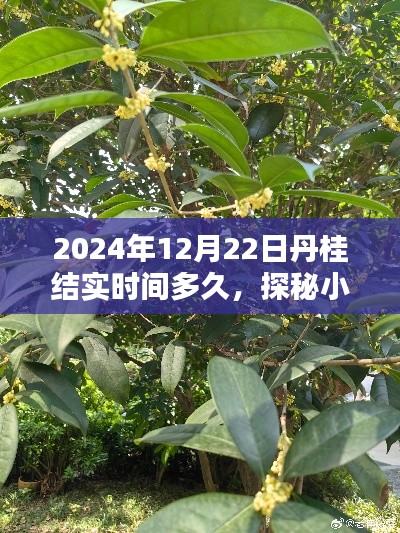 2024年12月25日 第13頁