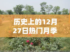 歷史上的12月27日熱門月季推薦，選購與養(yǎng)護指南全解析