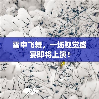 雪中飛舞，一場視覺盛宴即將上演！