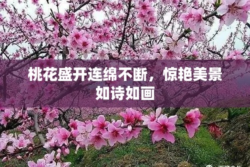 桃花盛開連綿不斷，驚艷美景如詩如畫