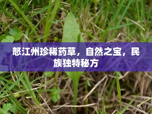 怒江州珍稀藥草，自然之寶，民族獨(dú)特秘方