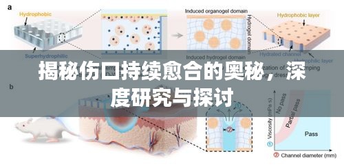 揭秘傷口持續(xù)愈合的奧秘，深度研究與探討