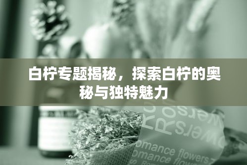 白檸專題揭秘，探索白檸的奧秘與獨(dú)特魅力