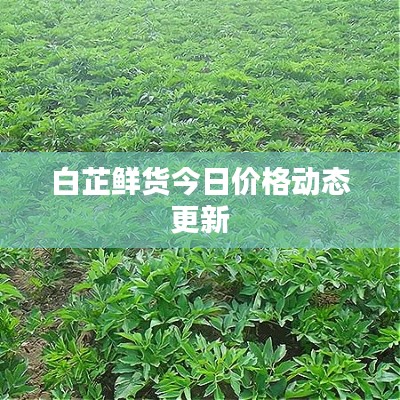 白芷鮮貨今日價(jià)格動(dòng)態(tài)更新